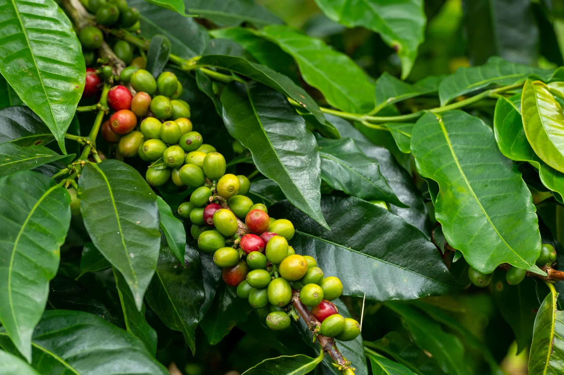 Cerezas de café en la rama