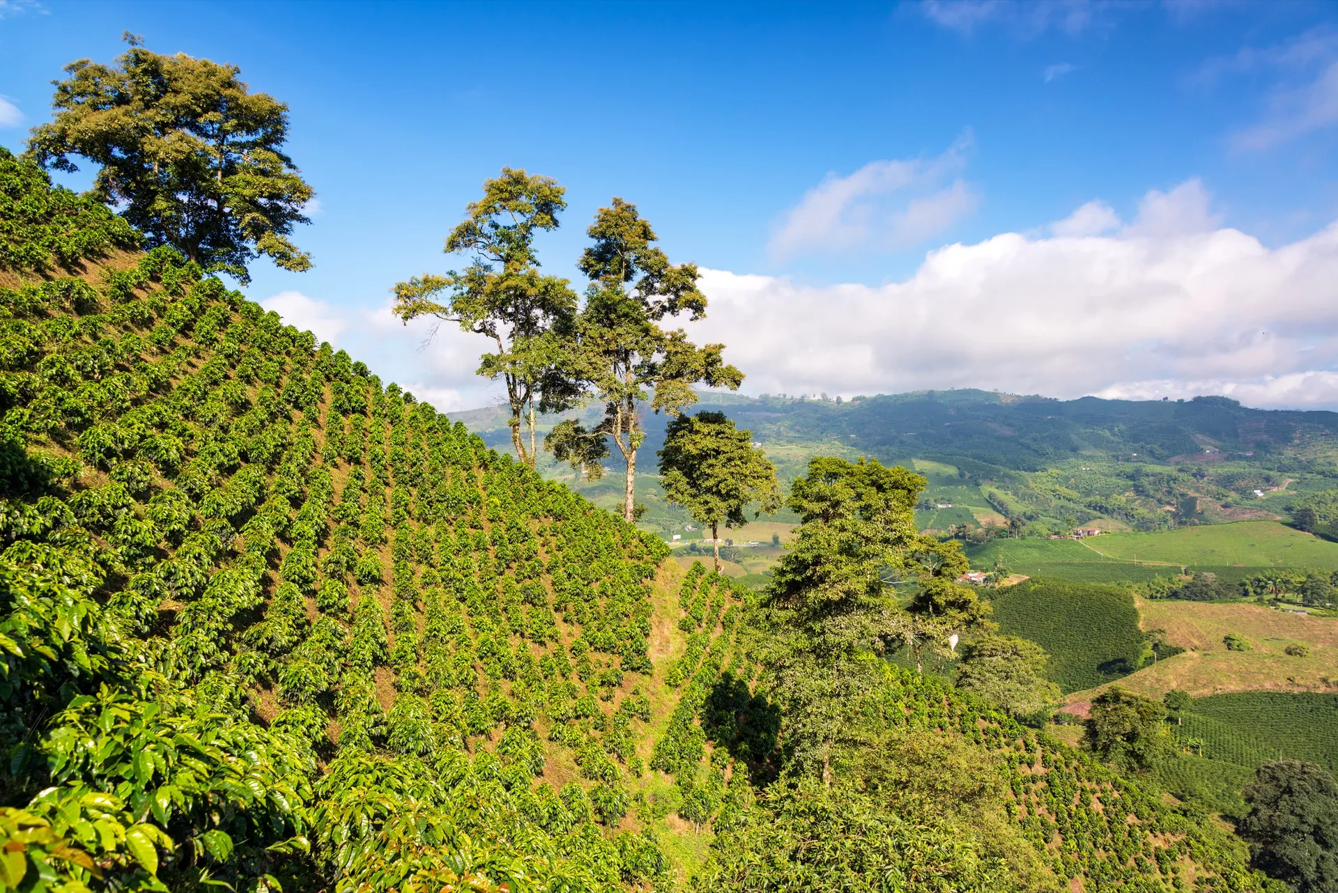 Paisaje de montañas cafeteras